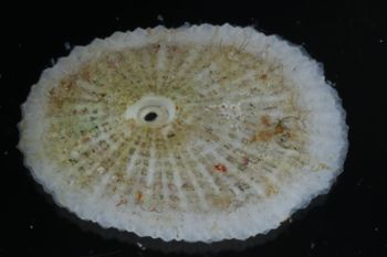 Media type: image;   Malacology 393854 Description: shell;